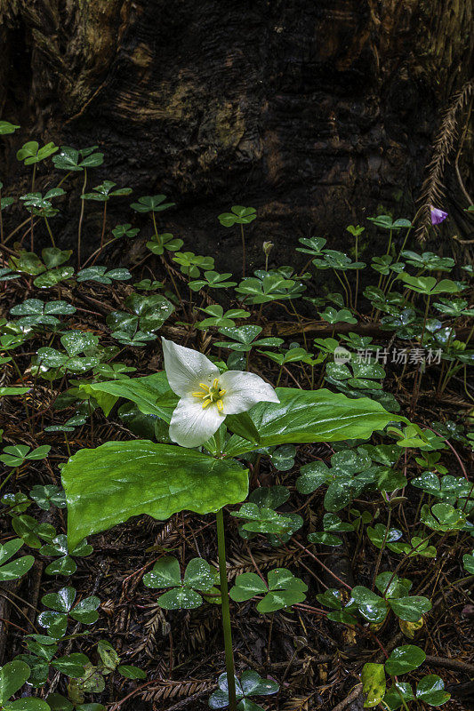 卵形Trillium卵形Trillium, Pacific Trillium，又称western wakerobin, western white Trillium，或western Trillium，是一种开花植物，属于黑花科。杰克逊示范州立森林，门多西诺县，加利福尼亚州。